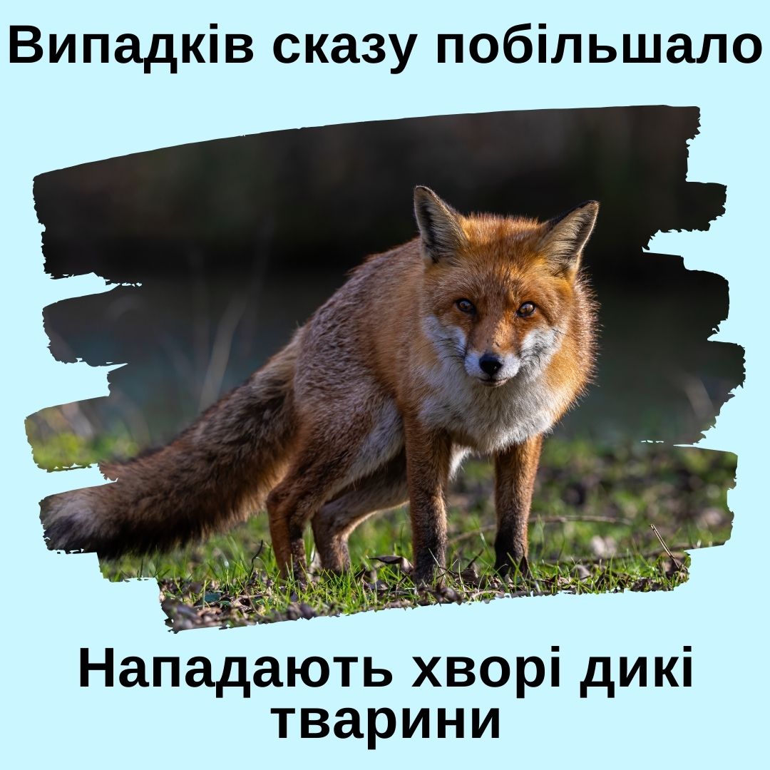 Фотографія хвора на сказ лисиця